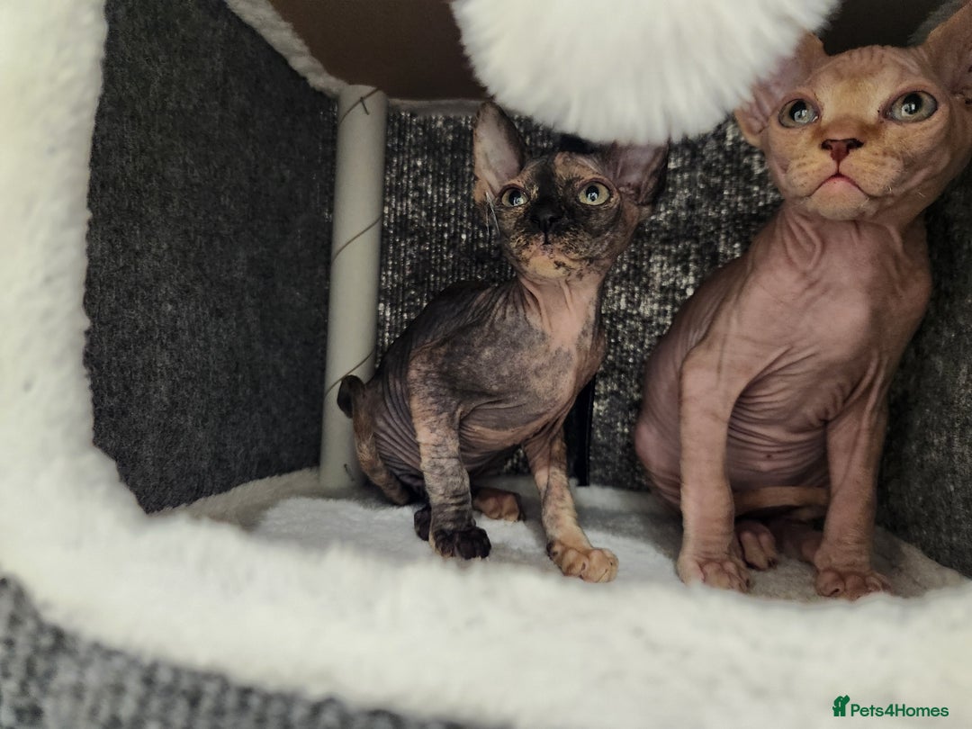 Sphynx cats for sale: 3 Beautiful Canagian Sphynx - Advert 2