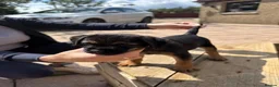 Border Terrier dogs for sale: Magnificent quality border terriers  - Advert 18