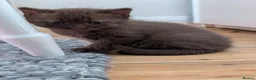 Mixed Breed cats for sale: Rare brown beauty! Ready for a new home - Advert 5