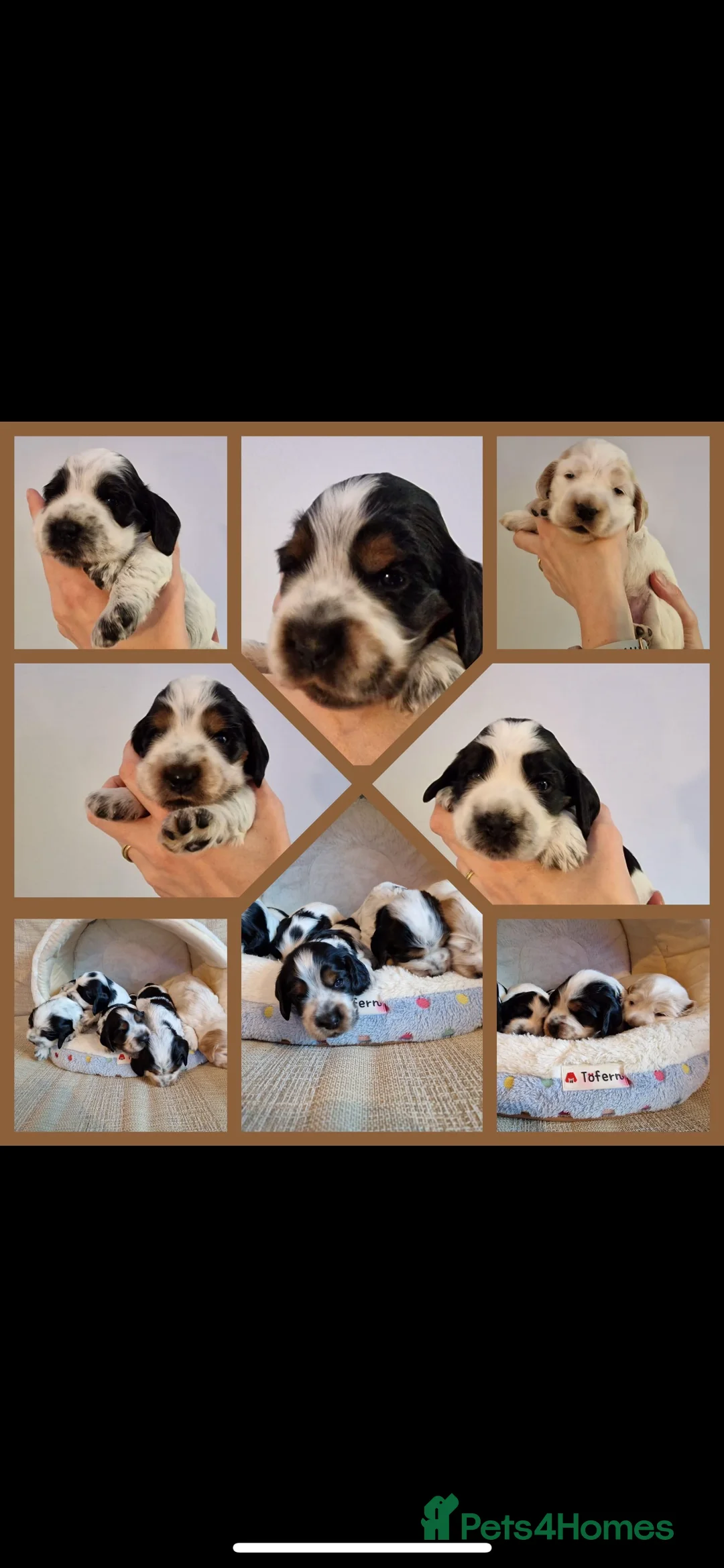 Cocker Spaniel dogs for stud: KC REG SHOW COCKER SPANIEL STUD in Gosport - Advert 23