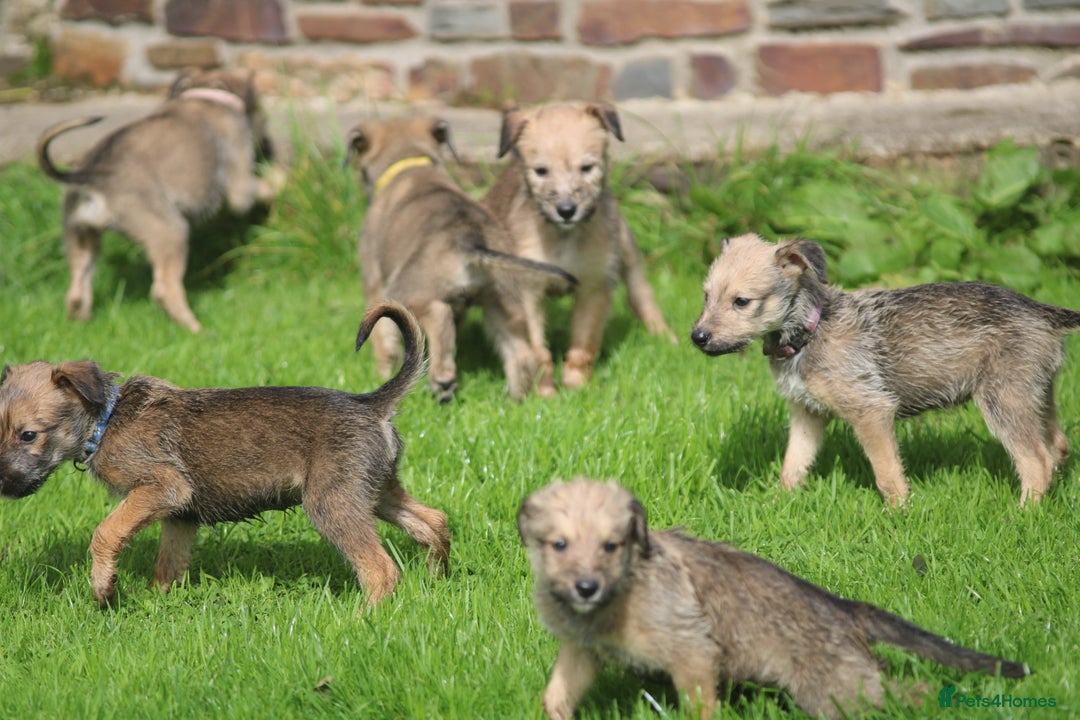 Lurcher dogs for sale: Rough coated lurcher puppies  - Image 5