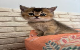 Scottish Fold cats for sale: Scottish fold pedigree kittens - Image 10