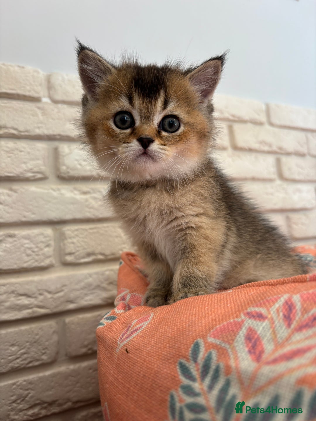 Scottish Fold cats for sale: Scottish fold pedigree kittens - Image 10