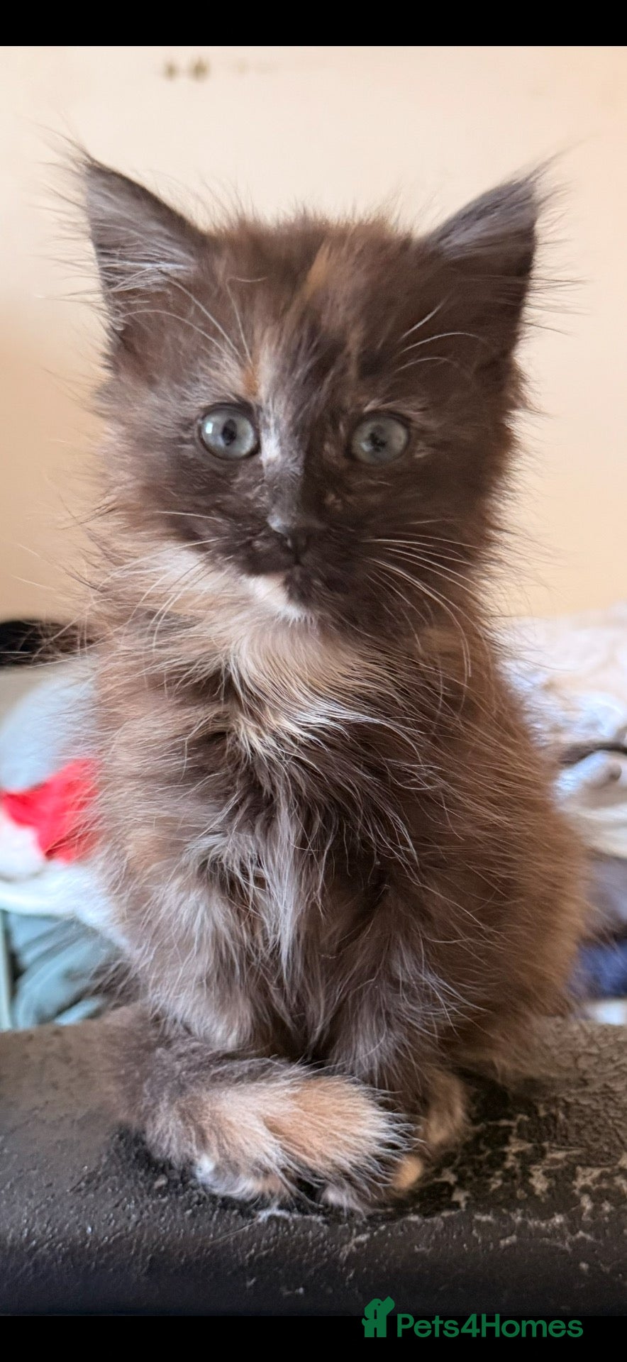 British Longhair cats Super fluffy foodie girl - Advert 1