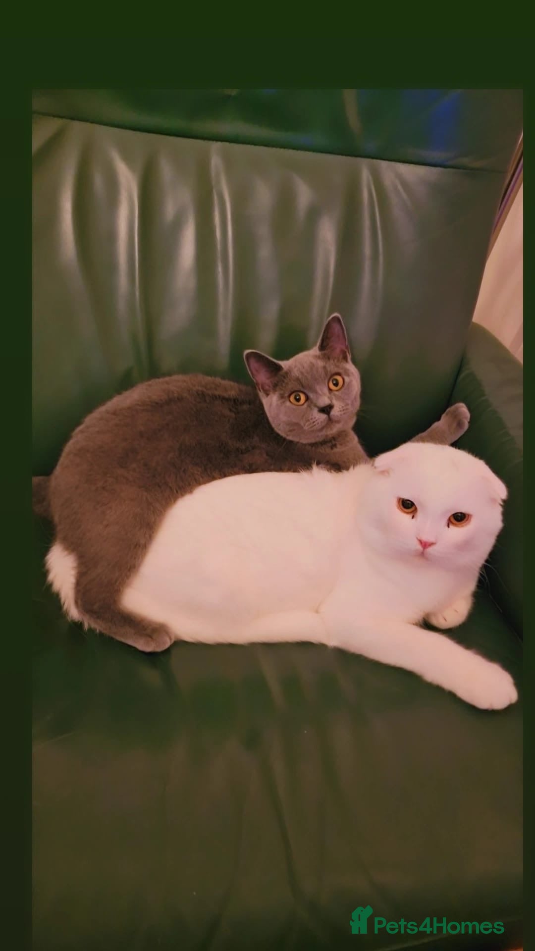 British Shorthair cats for sale: Beautiful British Shorthair 11 months kitten - Advert 6