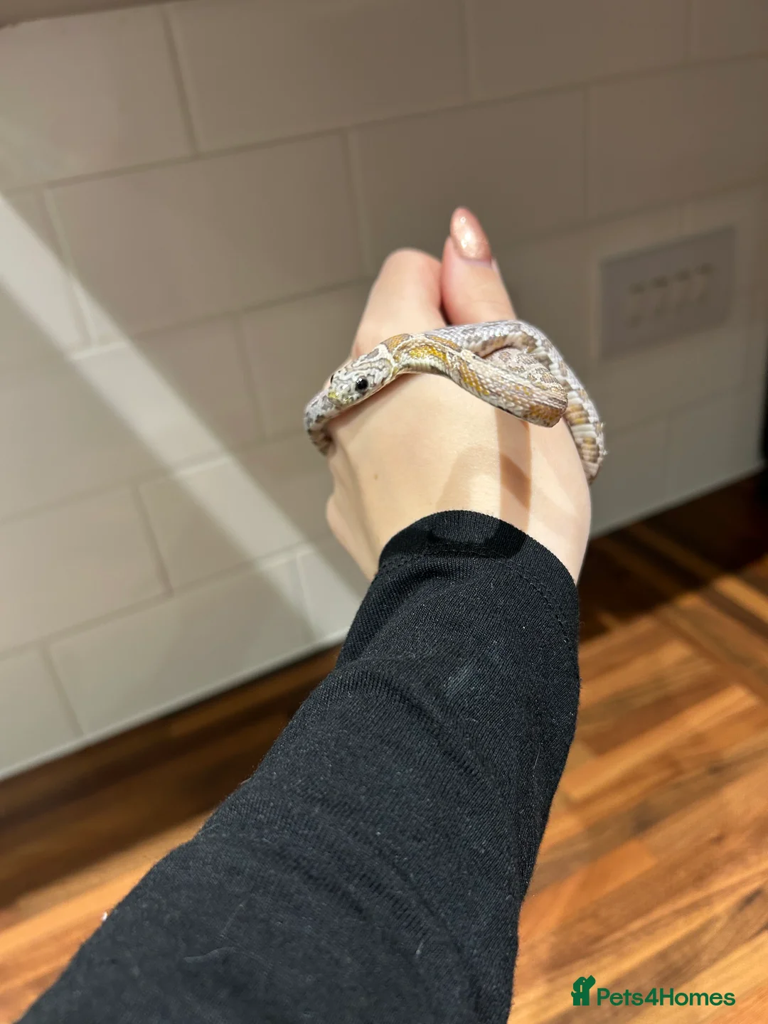 Corn Snake reptiles for sale: Young corn snake for sale  - Advert 1