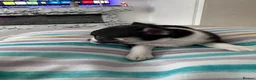 Chihuahua dogs for sale: Puppies - Advert 15