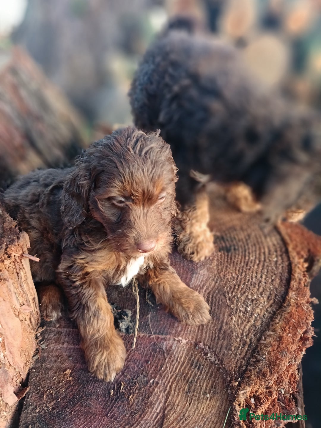 Labradoodle dogs for sale: Mini Labradoodles🐾🌟ready 3/1/26 full vaccine🌟🐾 - Advert 12