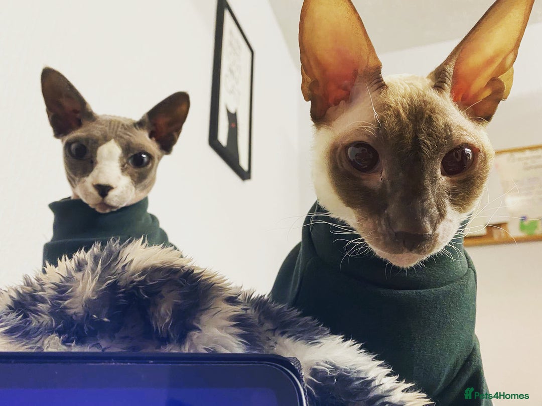 Cornish Rex cats for sale: Kira and Sushi - Image 5