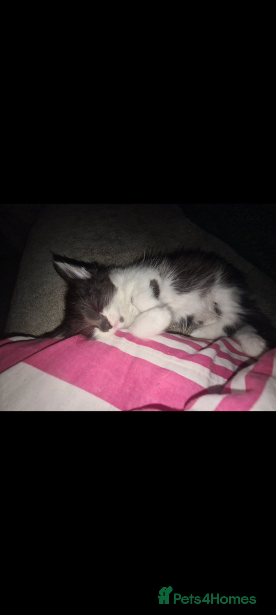 Mixed Breed cats for sale: Fabulous trio  - Advert 7