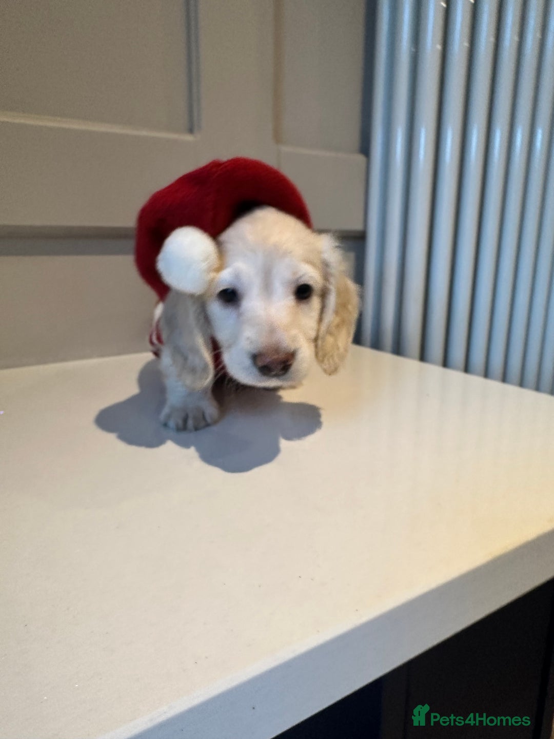 Miniature Dachshund dogs for sale: Clear Cream Miniature Dachsunds - Advert 24