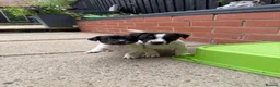Jack Russell dogs for sale: 3 beautiful Jack Russell girls - Advert 29