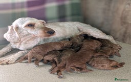 Cockapoo dogs for sale: F1B Cockapoo Puppies Ready for Their Forever Home. - Image 17