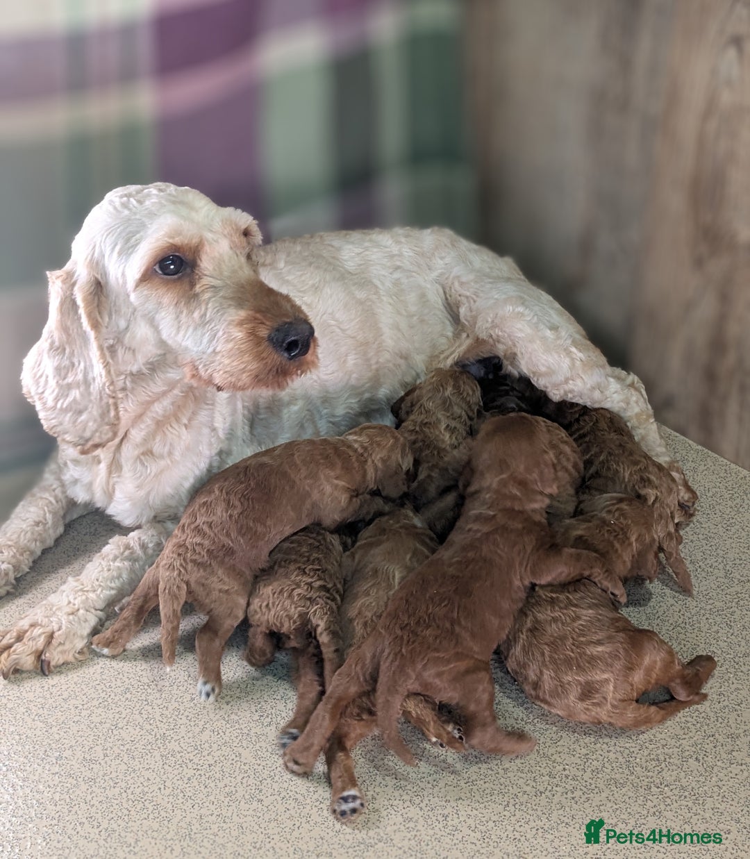 Cockapoo dogs for sale: F1B Cockapoo Puppies Ready for Their Forever Home. - Image 17