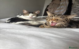 British Shorthair cats for sale: Both together  - Image 1