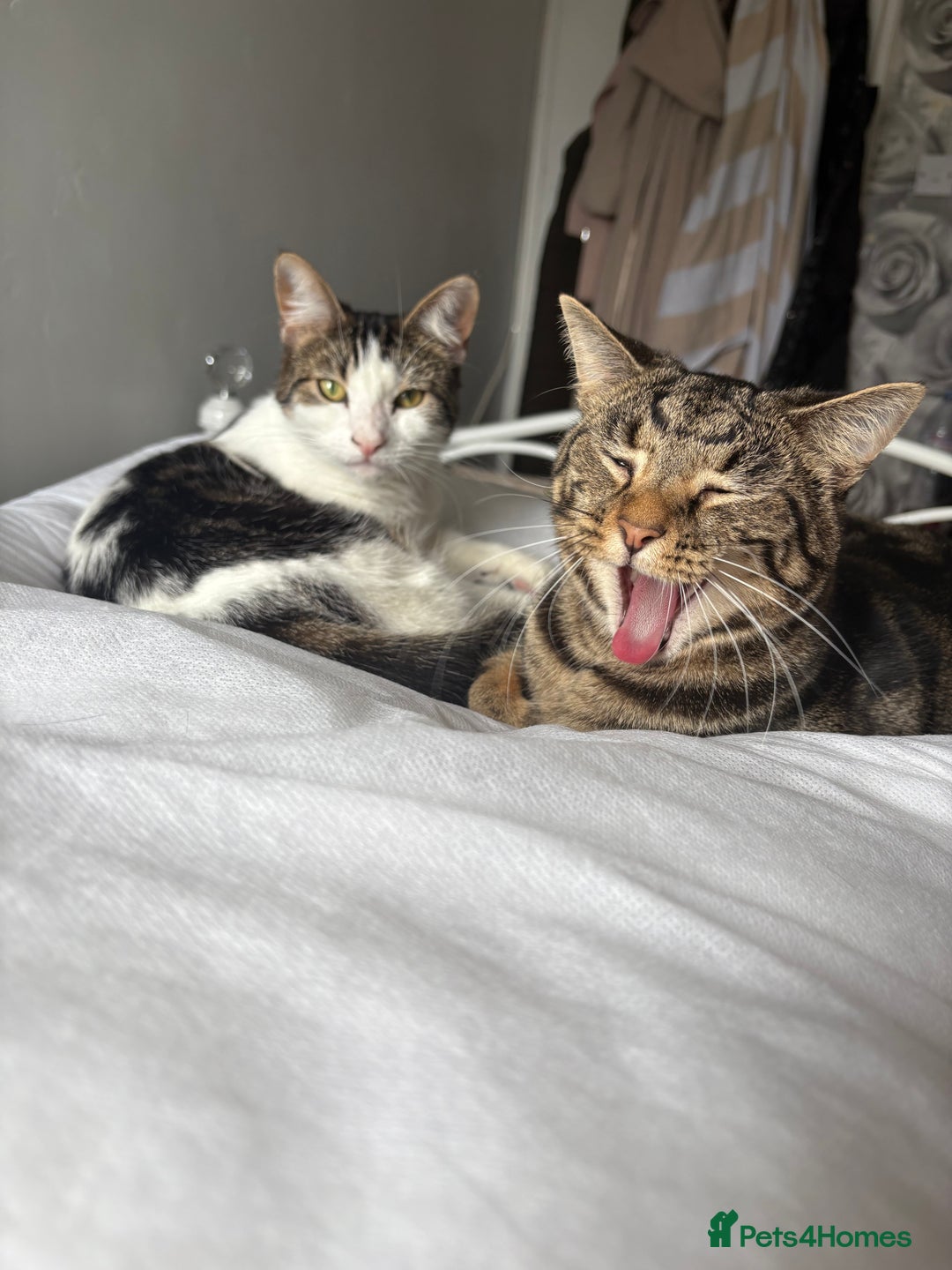 British Shorthair cats for sale: Both together  - Image 1