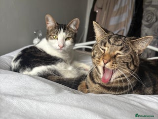 British Shorthair cats - Advert 21