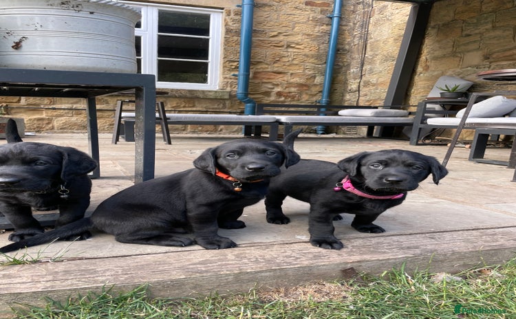 Labrador Retriever dogs - Advert 1