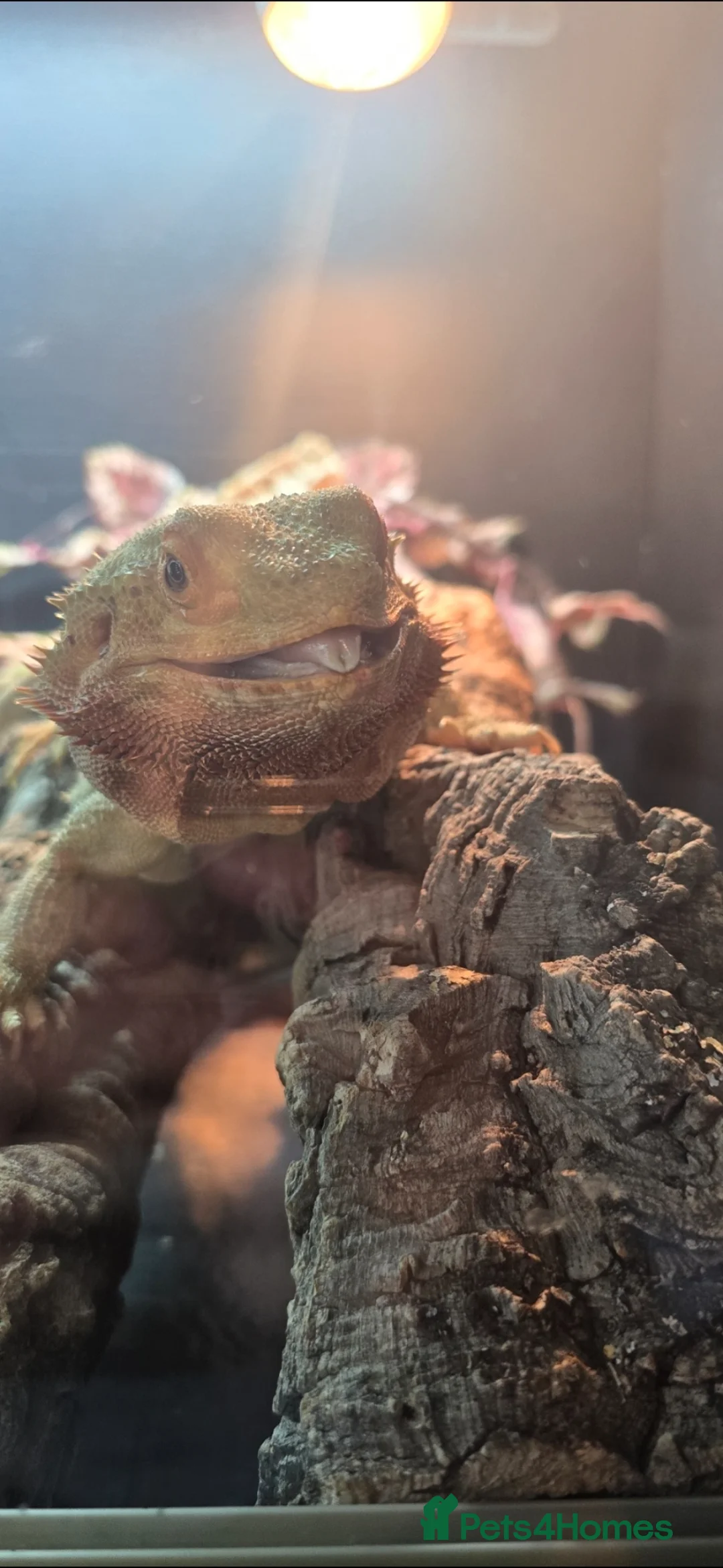Bearded Dragon reptiles for sale: Bearded dragon rehoming - Advert 2