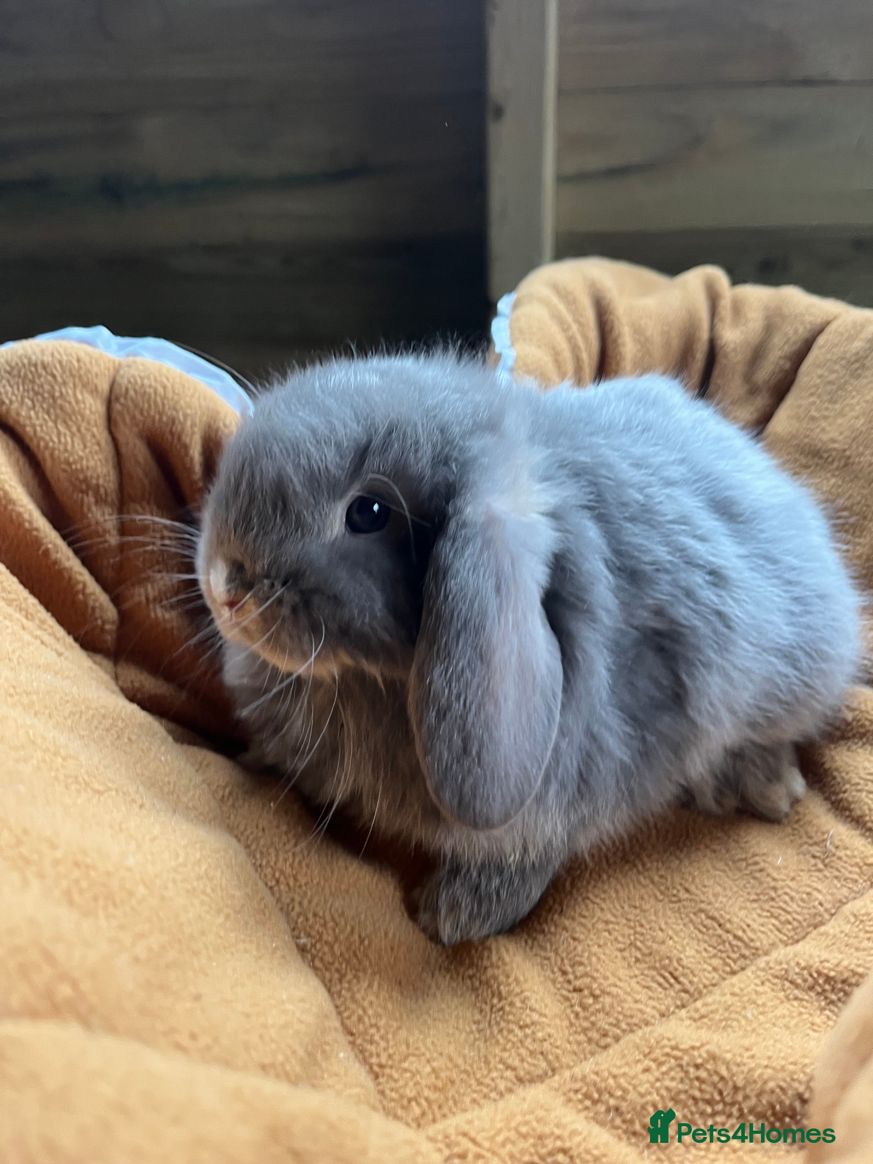 Mini Lop rabbits Gorgeous mini lops stunning colours  - Advert 14