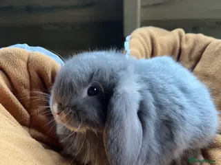 Mini Lop rabbits Gorgeous mini lops stunning colours - Advert 14