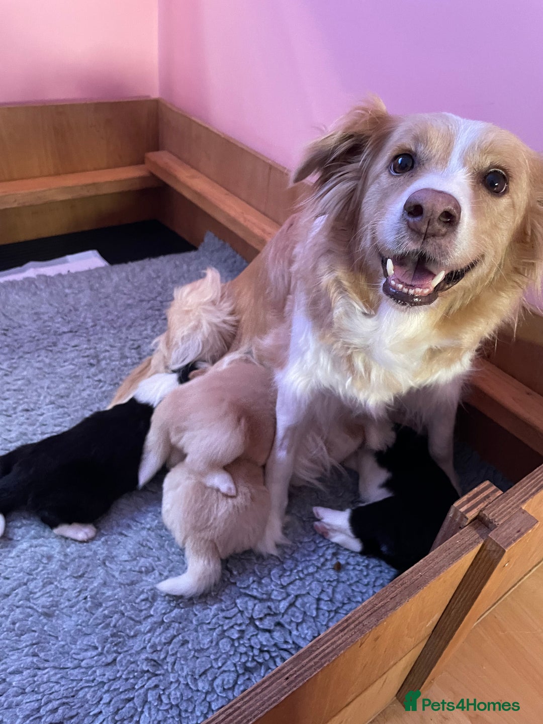 Border Collie dogs for sale: Exceptional KC reg Border collie puppies - Image 8