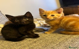 Mixed Breed cats for sale: X2 male kittens looking for their forever home - Image 1
