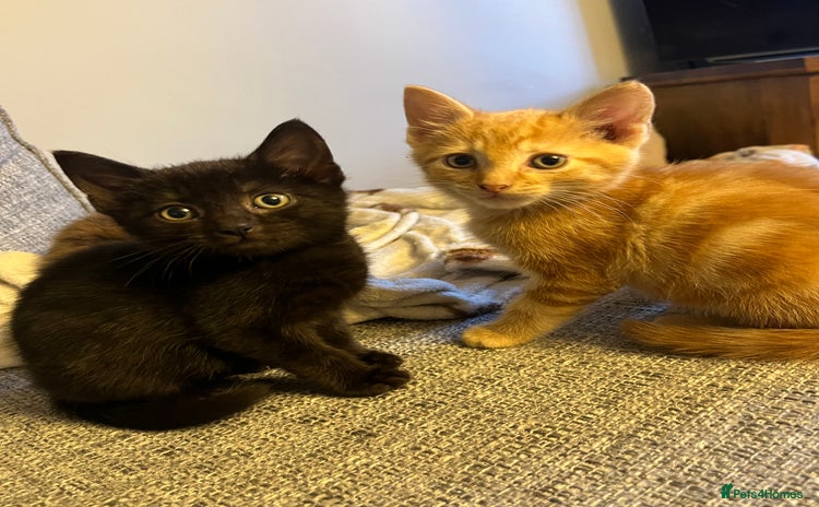 Mixed Breed cats - Advert 11