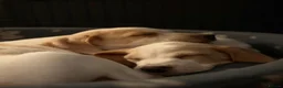 Beagle dogs for sale: Beautiful Beagle Puppes - Loving Homes Wanted in Christchurch - Advert 6