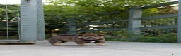 Japanese Shiba Inu dogs for sale: Rare Black Sesame Shiba | Japanese Bloodlines - Advert 15