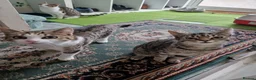 Mixed Breed cats for sale: Tabby Cats 4 Sale in Barking - Advert 30