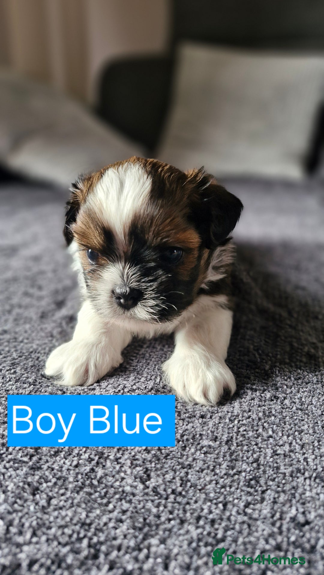 Mixed Breed dogs for sale:  Gorgeous Shih tzu poppies .🐶🐾 - Image 4