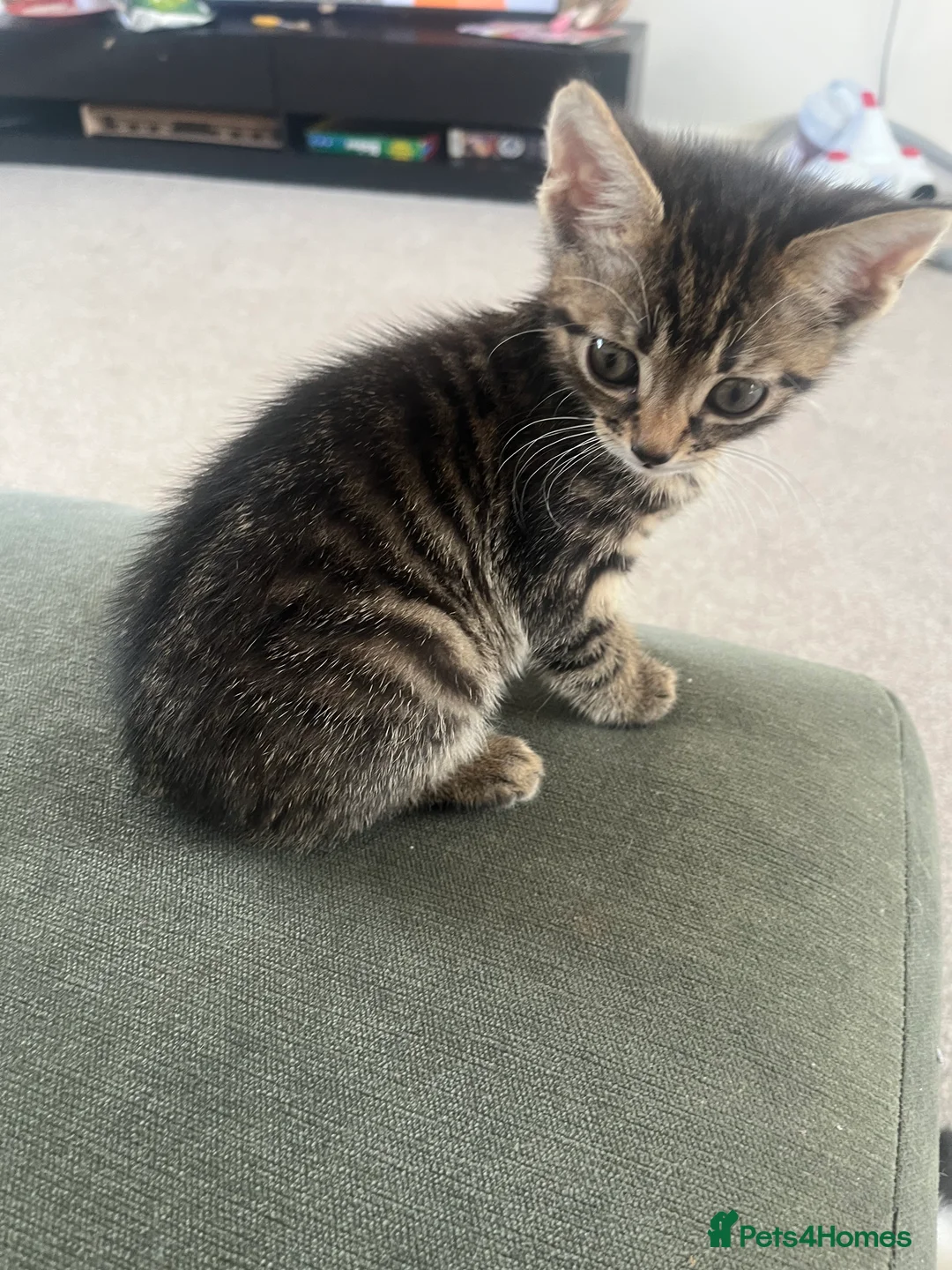 Mixed Breed cats for sale: Kitten  - Advert 2