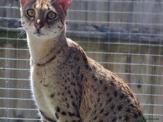 Savannah cats Beautiful F2 Female Savannah - Advert 15