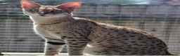 Savannah cats for sale: Beautiful F2 Female Savannah - Advert 2