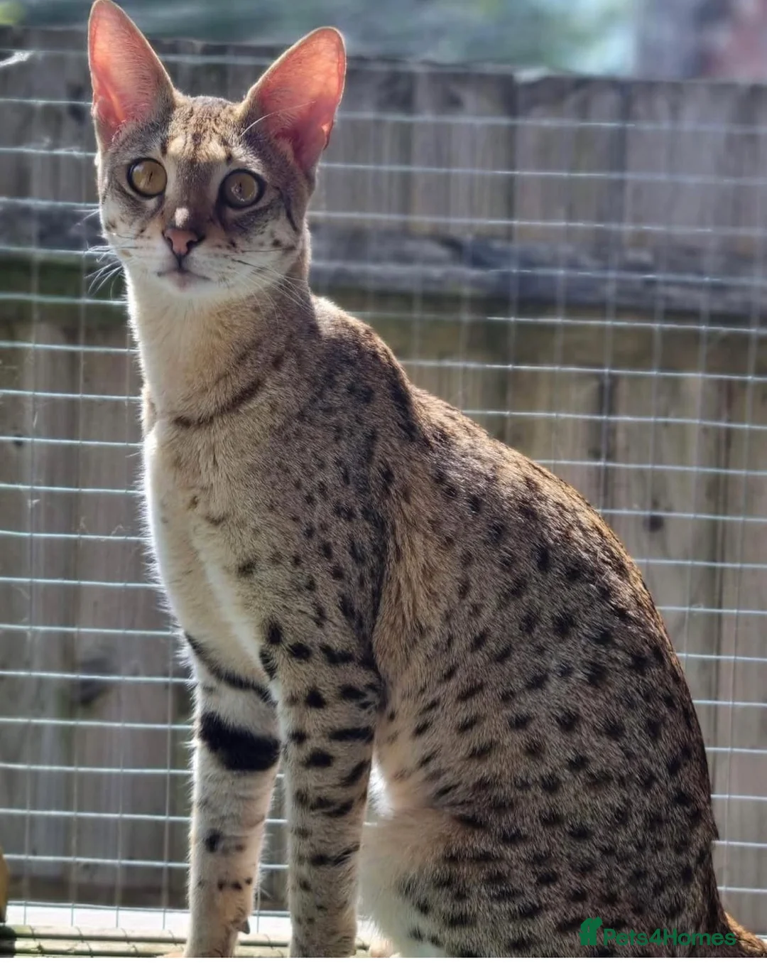 Savannah cats for sale: Beautiful F2 Female Savannah - Advert 2
