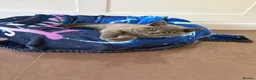 British Shorthair cats for sale: British short hair  - Advert 4