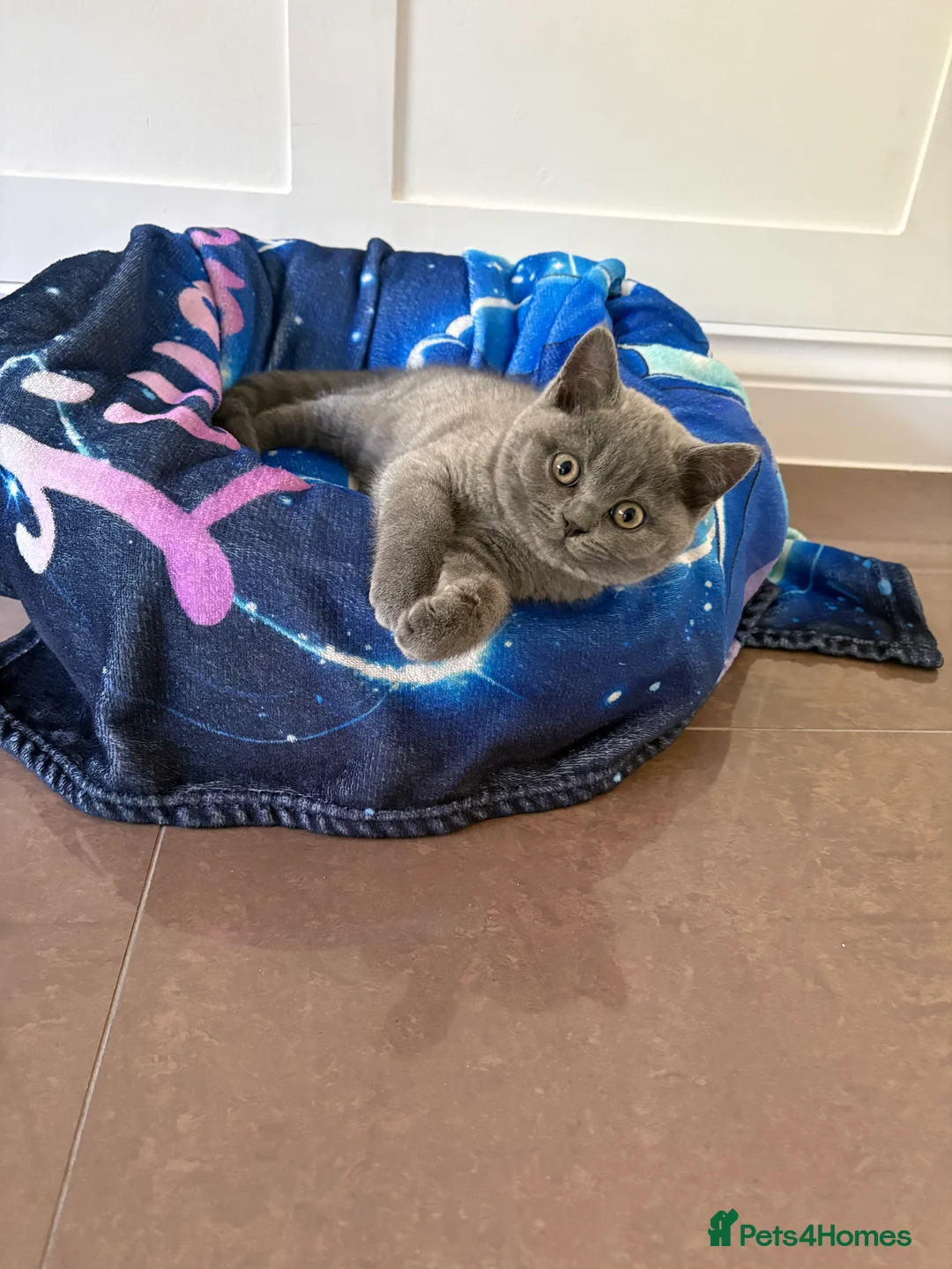 British Shorthair cats for sale: British short hair  - Advert 4