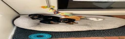 Miniature Dachshund dogs for sale: KC registered quality true miniature dachshunds  - Advert 8