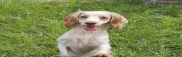 Cockapoo dogs for sale: ✨️ F1 COCKAPOO PUPPIES ✨️ - Advert 17