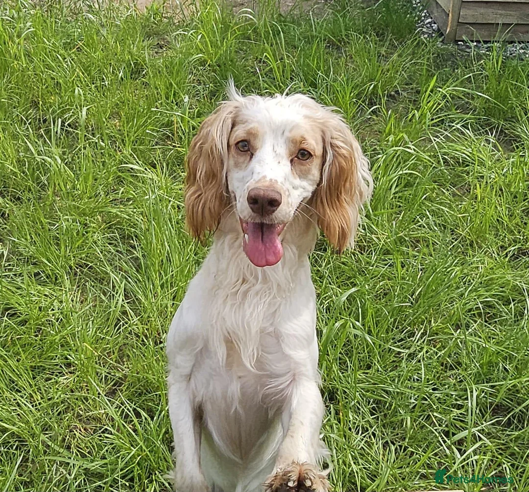 Cockapoo dogs for sale: ✨️ F1 COCKAPOO PUPPIES ✨️ - Advert 17