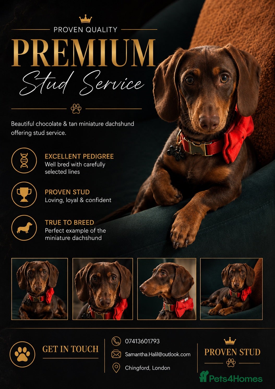 Miniature Dachshund dogs Miniature Dachshund Stud - Advert 14