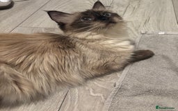 Ragdoll cats for sale: Ragdoll mix Bombay  - Image 12