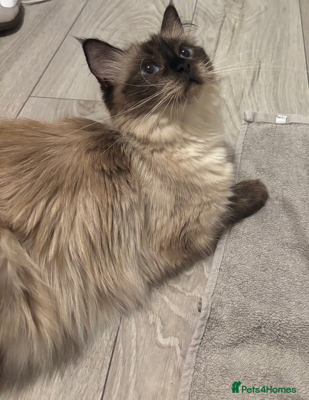Ragdoll cats for sale: Ragdoll mix Bombay  - Image 12