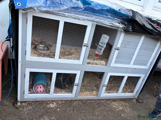 English Lop rabbits Female bunny under a year old for sale - Advert 1