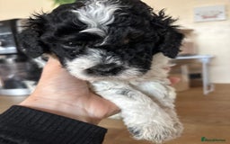 Cockapoo dogs for sale: Cockapoo - Image 10