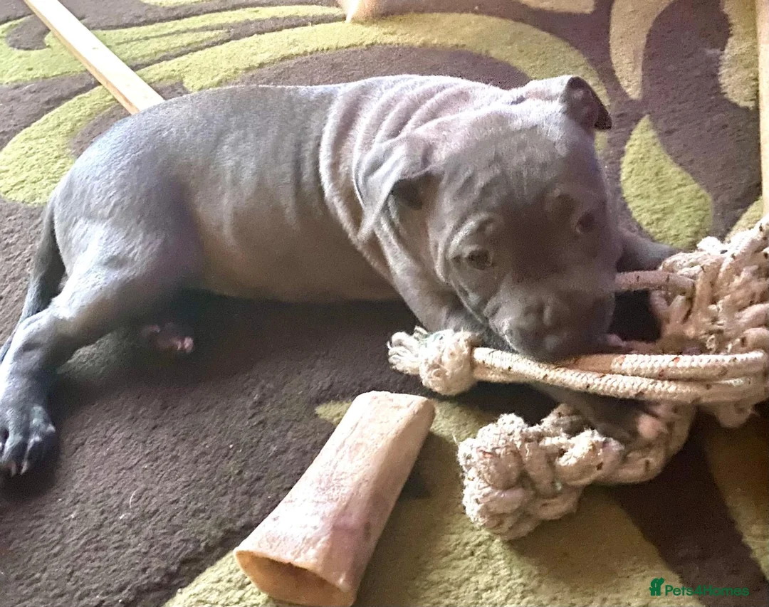 Staffordshire Bull Terrier dogs for sale: Blue Staffordshire bull terrier  - Advert 9