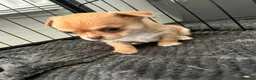 Chihuahua dogs for sale: Beautiful Chihuahua Puppies in Bristol - Advert 5