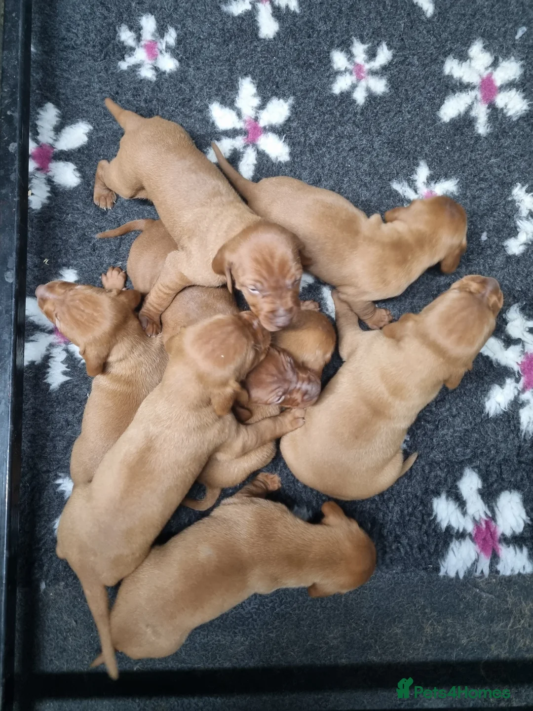 Hungarian Vizsla dogs for sale: Stunning KC Hungarian Vizsla Puppies  - Advert 9