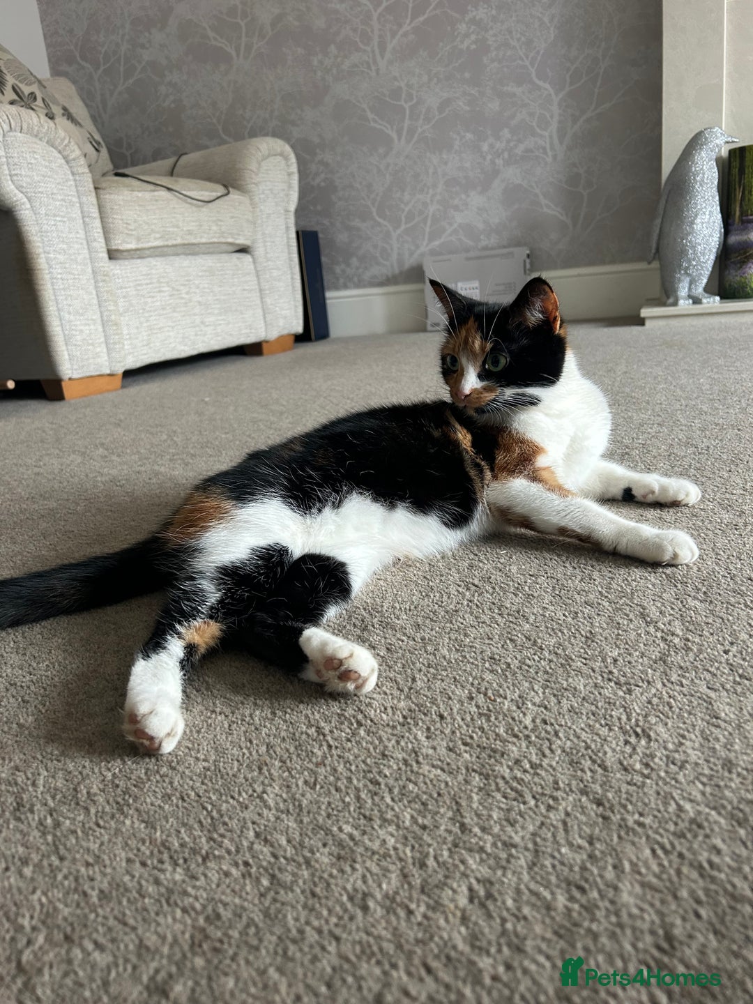 Mixed Breed cats for sale: Cutest kittens 👀🏡❤️ - Advert 1